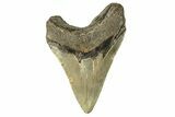 Serrated, Fossil Megalodon Tooth - North Carolina #257989-1